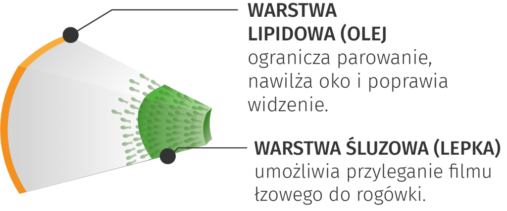 warstwa nibut